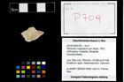 Foto (Objekt + Etikett) von Pithonoton marginatum (von Meyer, 1842)  (NHMW-GEO-2014-0194-0709)